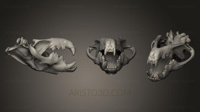 Anatomy of skeletons and skulls (ANTM_0028) 3D model for CNC machine